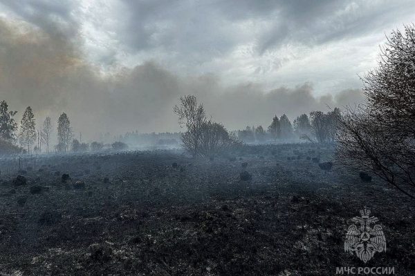 Лесной пожар на площади 50 га ликвидировали в Сергачском округе