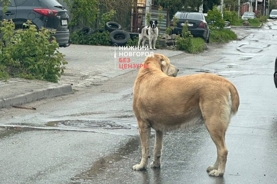 Стая бродячих собак во главе с двумя алабаями пугает жителей Советского района