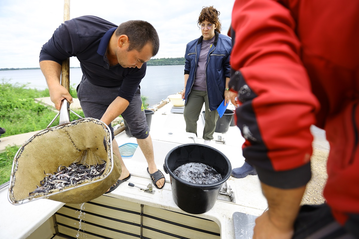 Более 300 мальков стерляди выпущено в Чебоксарское водохранилище