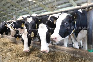 На 12% планируют увеличить объем производства молока в Нижегородской области