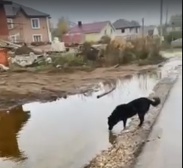 Водоканал проверит сети в деревне Кусаковка после сообщений о потопе