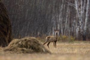 В Нижегородской области открывается сезон&nbsp;охоты на косулю и&nbsp;бобра