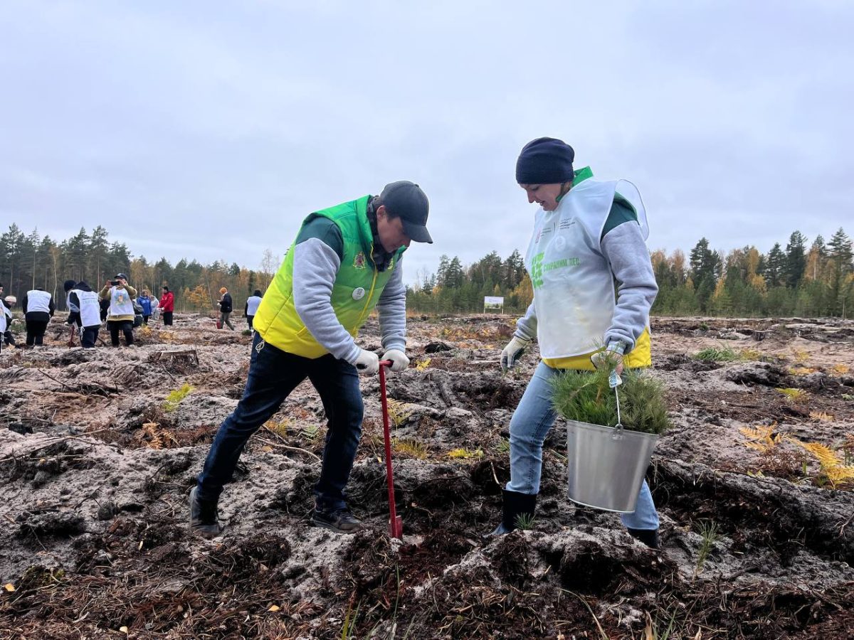 В Нижегородской области в рамках акции «Сохраним лес» в этом году высадили более 300 тысяч деревьев