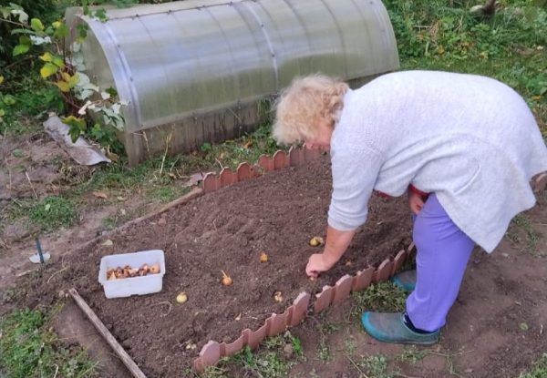 «Сажайте в октябре, не ошибетесь»: нижегородцам рассказали, чем хорош семейный лук шалот