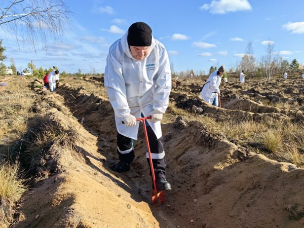 Волонтеры высадили более 700 тысяч деревьев в Нижегородской области