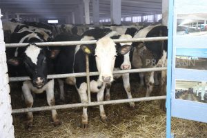 15 нарушений выявлены в пробах пищевой продукции в Нижегородской области