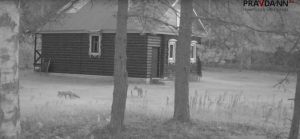 Игры двух лисиц поймала фотоловушка в Керженском заповеднике