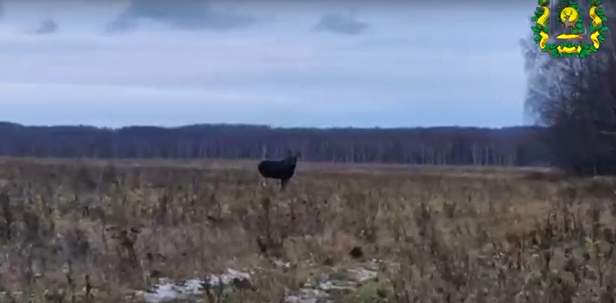 Встреча с робким лосем попала на видео в Нижегородской области