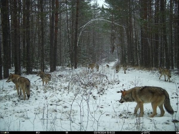 Стаю из 9 волков поймала фотоловушка в Керженском заповеднике