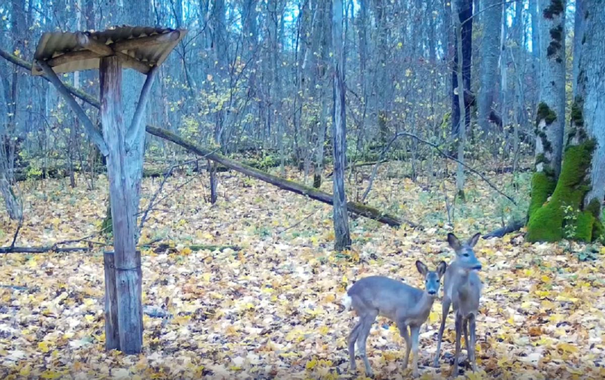 Косуля с детенышем попали в фотоловушку заповедника в Тульской области