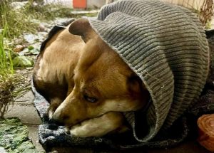 Новых хозяев для собаки, потерявшей семью в Нижнем Новгороде, так и не&nbsp;нашли