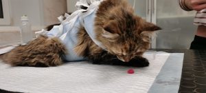 Ветврачи в Нижнем Новгороде спасли кошку, съевшую резинового медвежонка