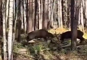 Ожесточенная драка оленей в нижегородском лесу попала на&nbsp;видео
