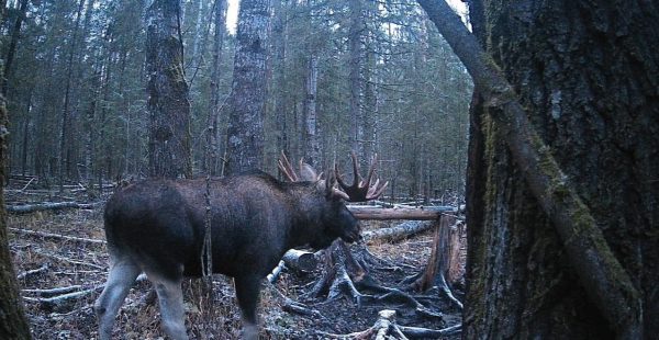 Дневная прогулка лося попала в объектив фотоловушки в ковернинском лесу