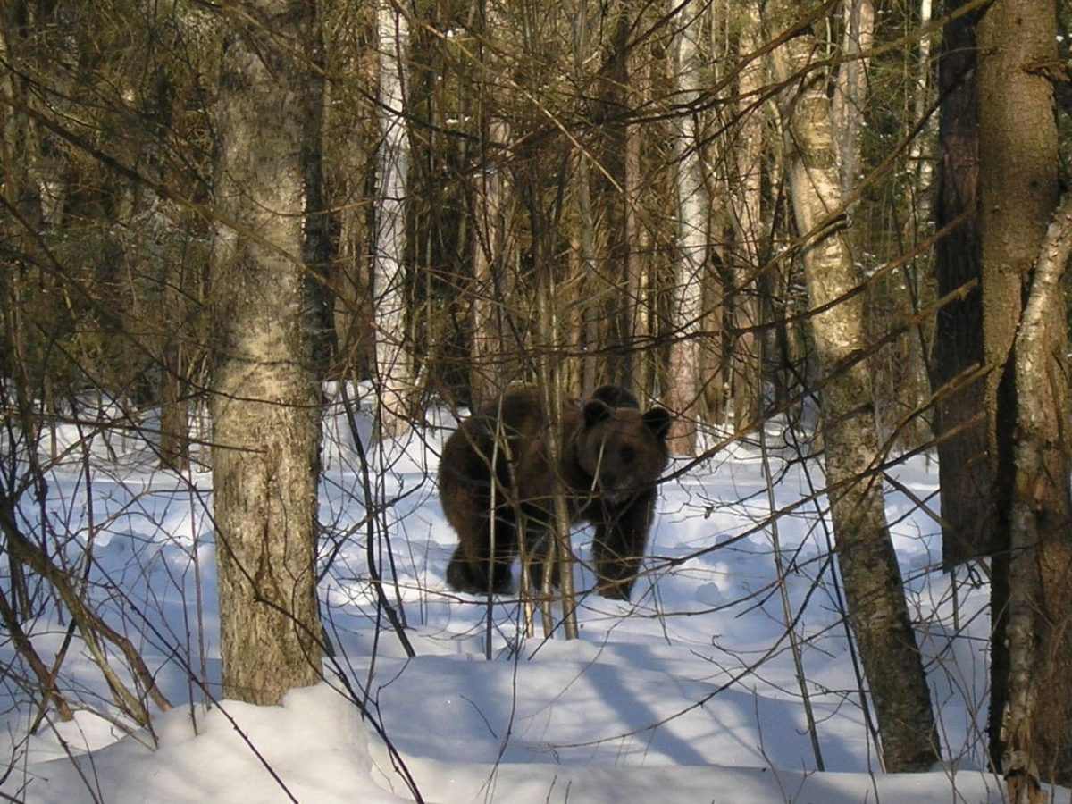 В Нижегородской области завершен сезон охоты на медведя