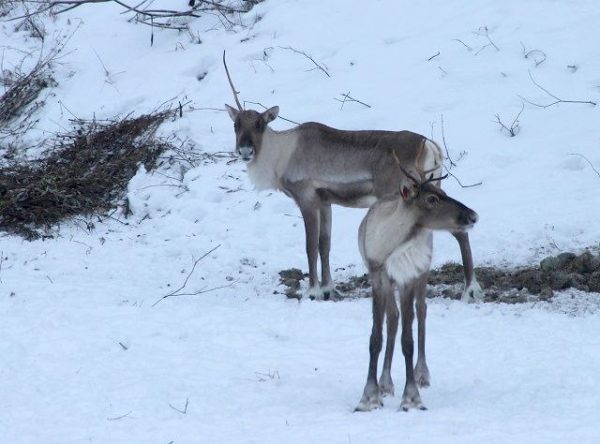 Самка северного оленя Лена сбросила один рог в Керженском заповеднике