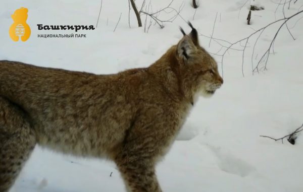 Целое семейство рысей попало в фотоловушку национального парка «Башкирия»