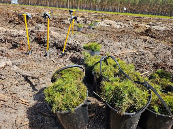 Нижегородская область вошла в топ‑3 регионов по результатам акции «Сохраним лес»