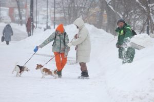 Всех собак поставят на учет в Нижегородской области