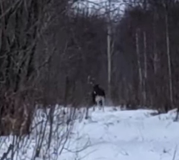 Лось убежал от госохотинспектора в лесу в Нижегородской области