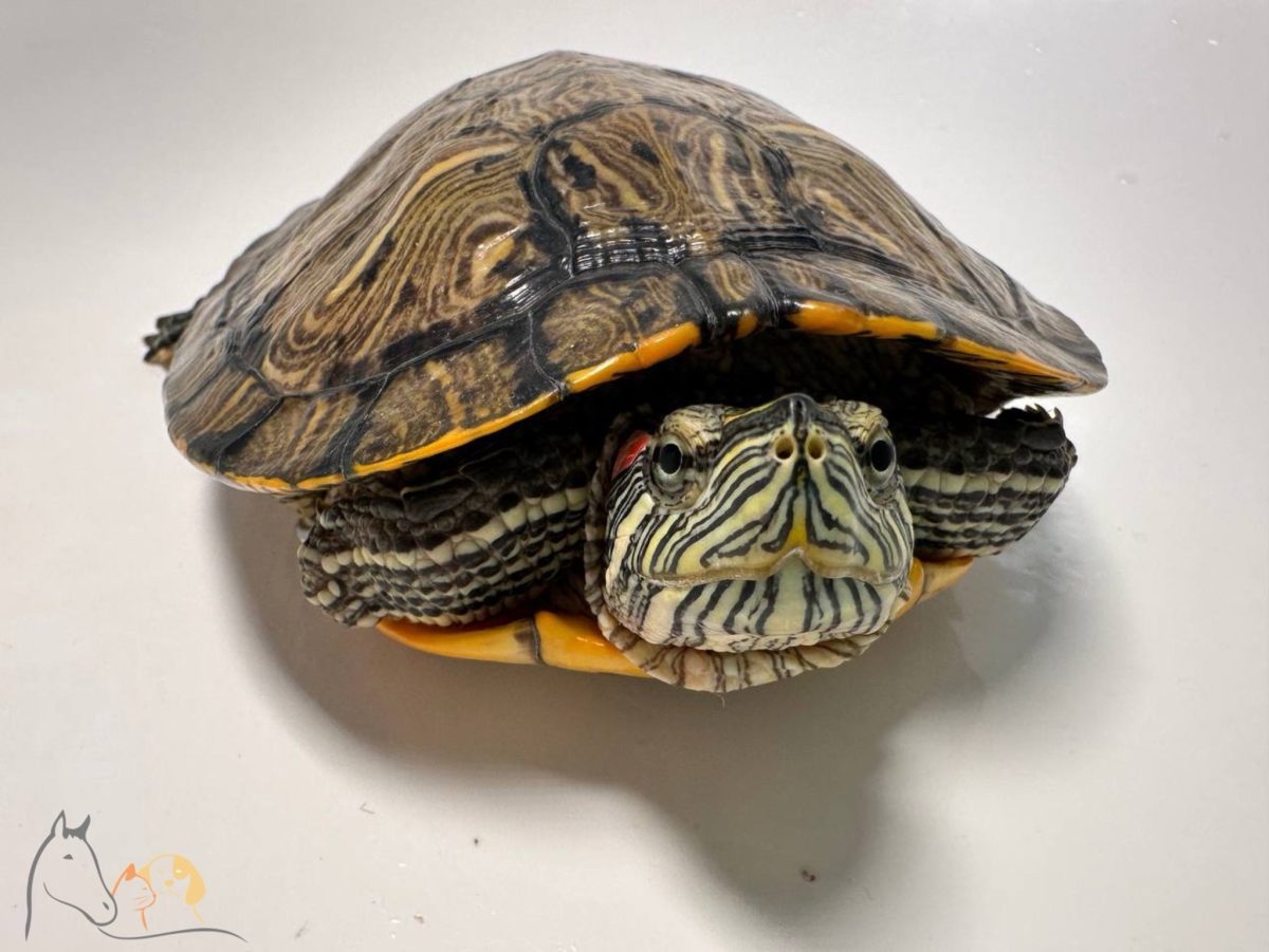 Волонтеры спасли красноухих черепах из закрытой квартиры в Нижнем Новгороде