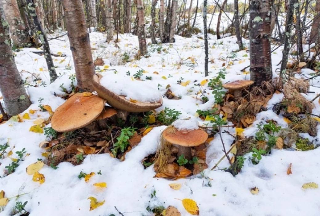 Нижегородский депутат собрал грибы в январском лесу