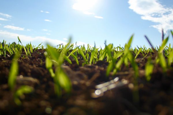 Более 13 тысяч гектаров земель сельхозназначения введено в оборот в Нижегородской области в 2024&nbsp;году