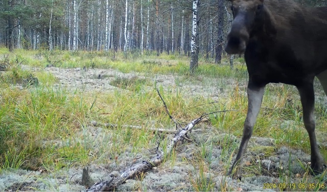 В Керженском заповеднике показали, как животные реагируют на фотоловушки