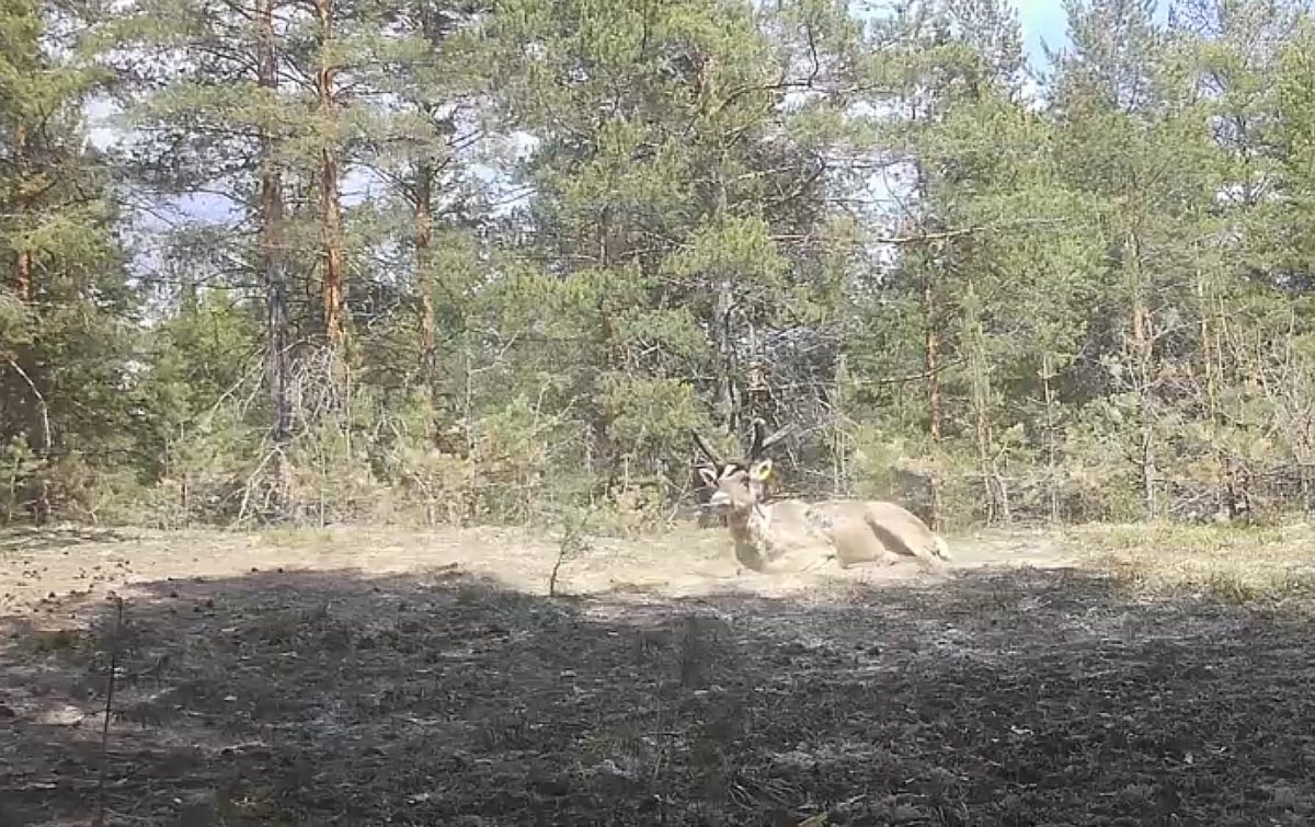 Дневной сон северного оленя Вихря попал на камеру фотоловушки