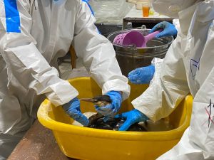 Нижегородские волонтеры помогают устранять последствия разлива мазута в Анапе. День 2