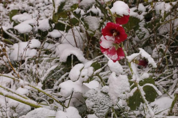 Снег и ледяной дождь прогнозируют в Нижегородской области в воскресенье