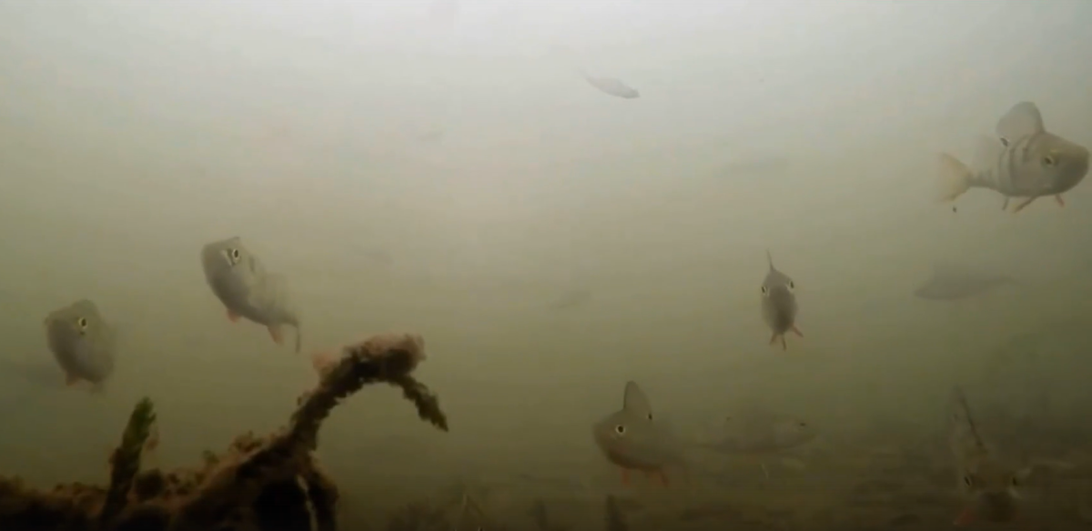 Нижегородские дайверы засняли подводную жизнь в Оке