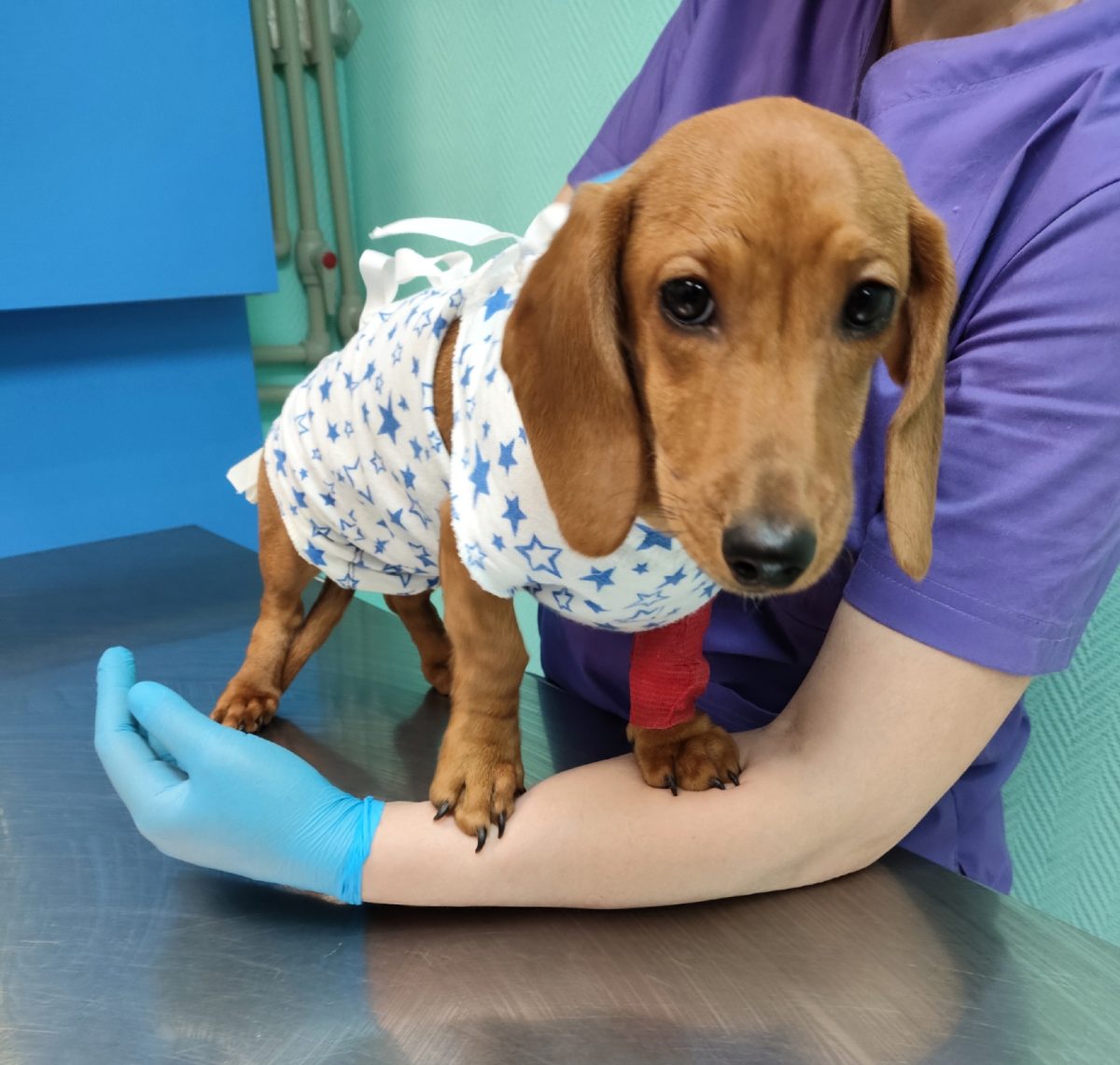 Ветеринары спасли собаку, съевшую резинку от инструмента, в Нижнем Новгороде