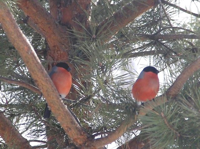 Снегирей заметили в Керженском заповеднике