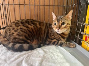 Ветеринары спасли кота, который едва не проглотил иголку с ниткой, на&nbsp;Бору