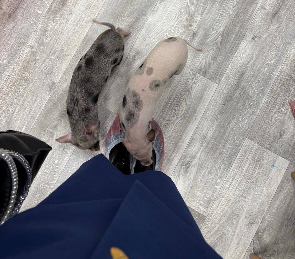 В антикафе с маленькими свинками в Москве нашли нарушения