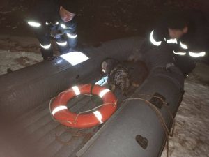 В Нижнем Новгороде спасли пса, который упал в&nbsp;Оку