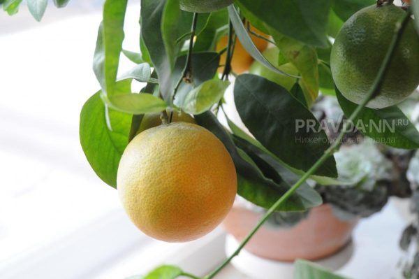 Нутрициолог Кулова развеяла мифы о замороженных лимонах и витамине С