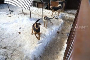 Главе СК Бастрыкину пожаловались на стаю агрессивных собак в Богородске