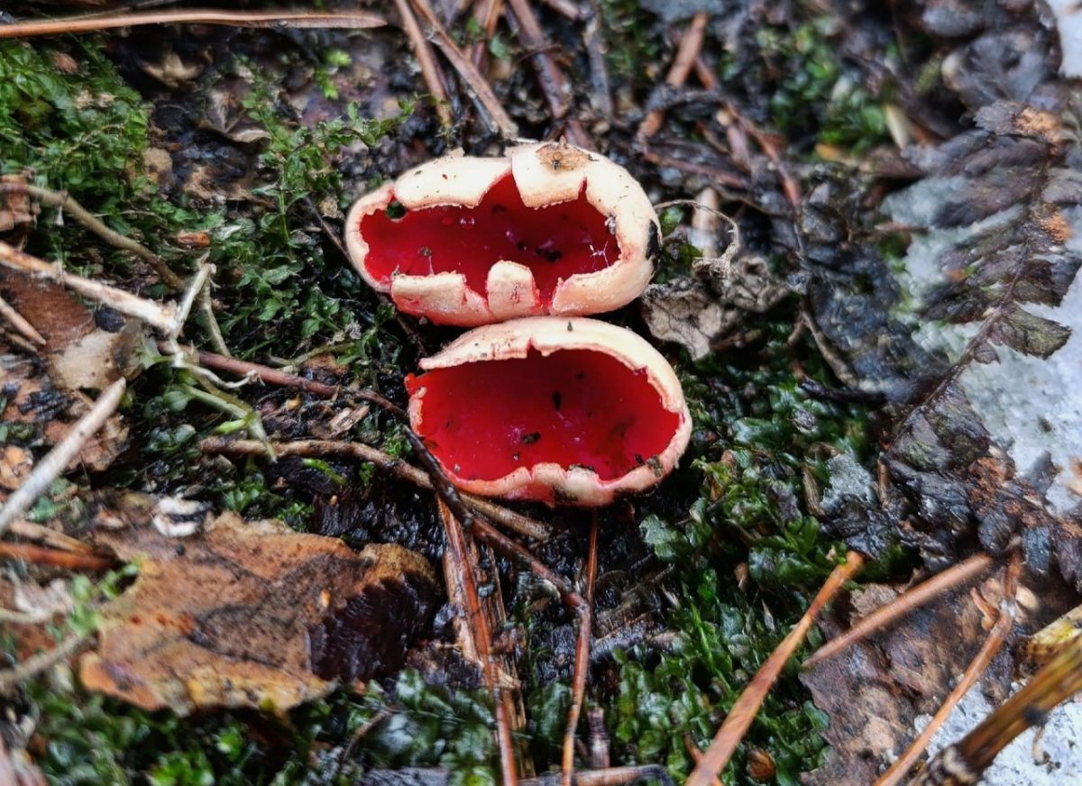 Первые съедобные грибы появились в лесах Нижегородской области