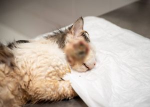 Кота с огромной гнойной раной на щеке обнаружили на улице в Нижнем Новгороде