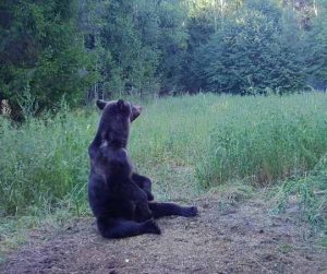 В Нижегородской области открылась весенняя охота на медведя
