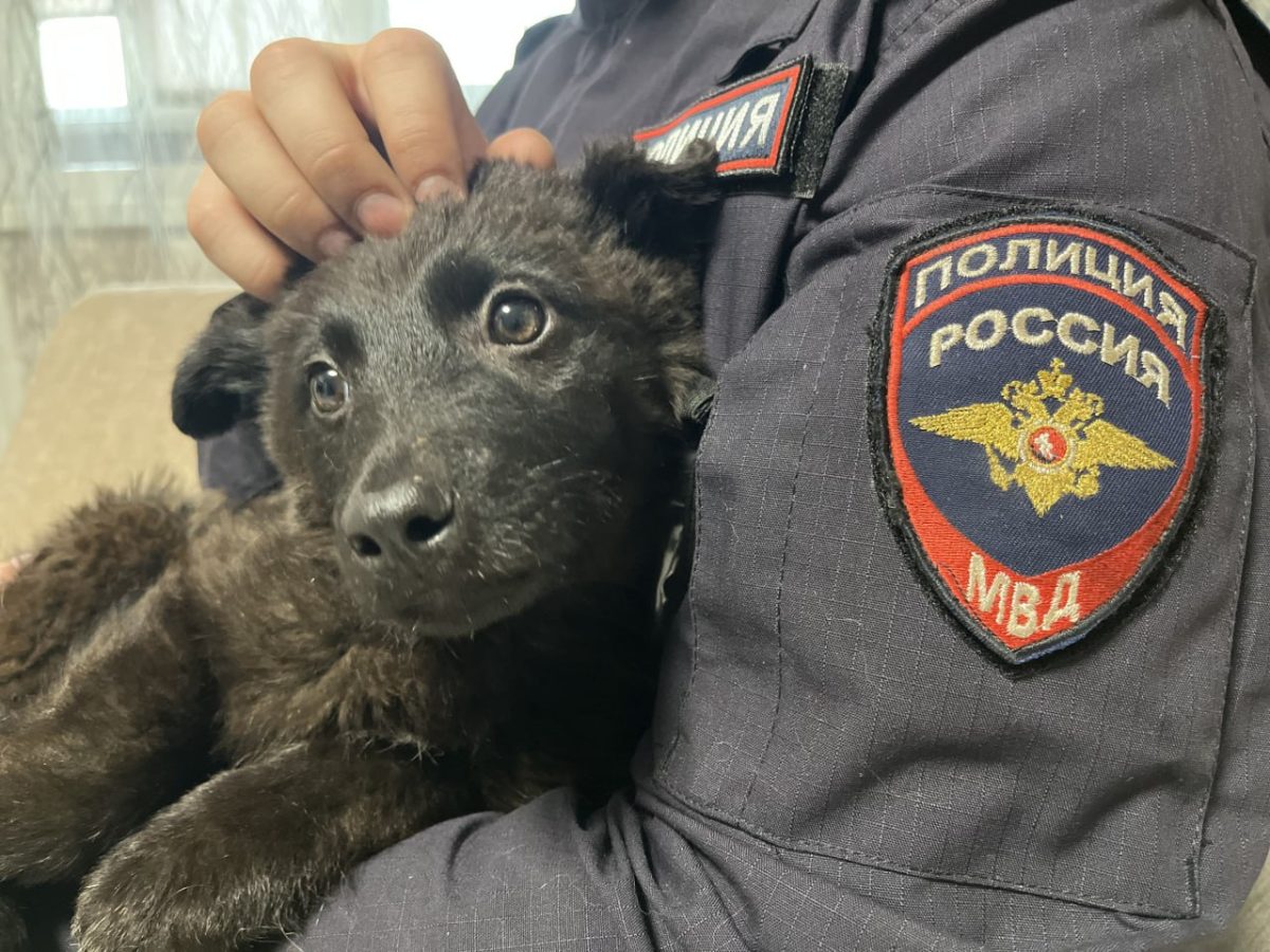 Нижегородский полицейский навестил спасенного им щенка
