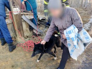 Провалившуюся в заброшенный колодец собаку спасли в Володарске