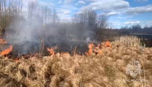 Пожарные МЧС России тушат траву в Володарском районе