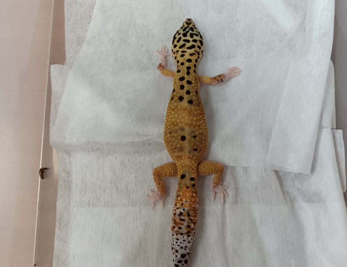 Нижегородские ветеринары прооперировали ящерицу