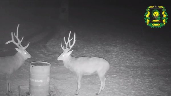Ночная трапеза оленей попала на фотоловушку