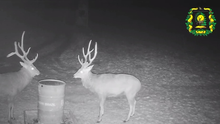 Ночная трапеза оленей попала на фотоловушку