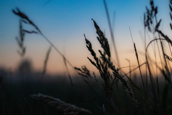 Весенние полевые работы начались в Нижегородской области