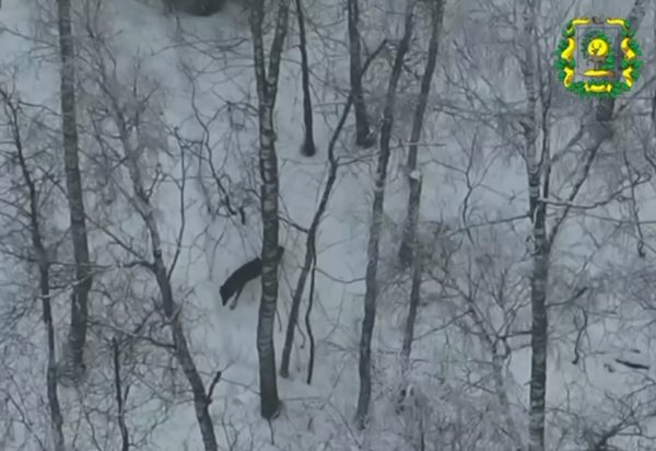Грациозную волчицу заметили в нижегородском лесу